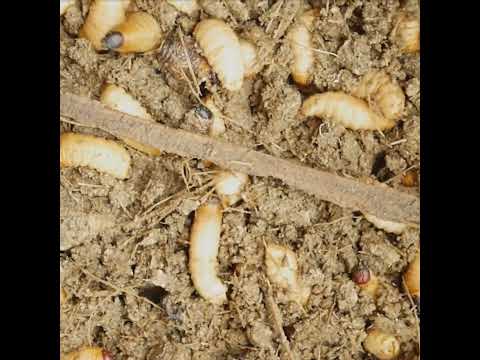 White Grub video thumbnail